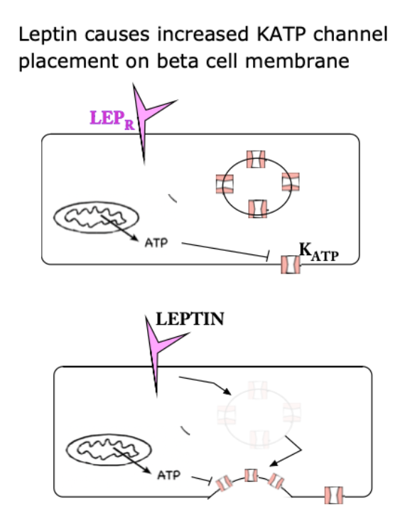 <p>Leptin is a hyperpolarizing influence on beta cells as it causes K<sub>ATP </sub>channels to exocytose (?) and allow more potassium to exit the cell.</p>