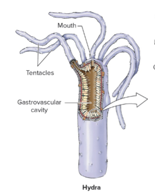 <p>What is the phylum, class, and genus of this structure?</p>