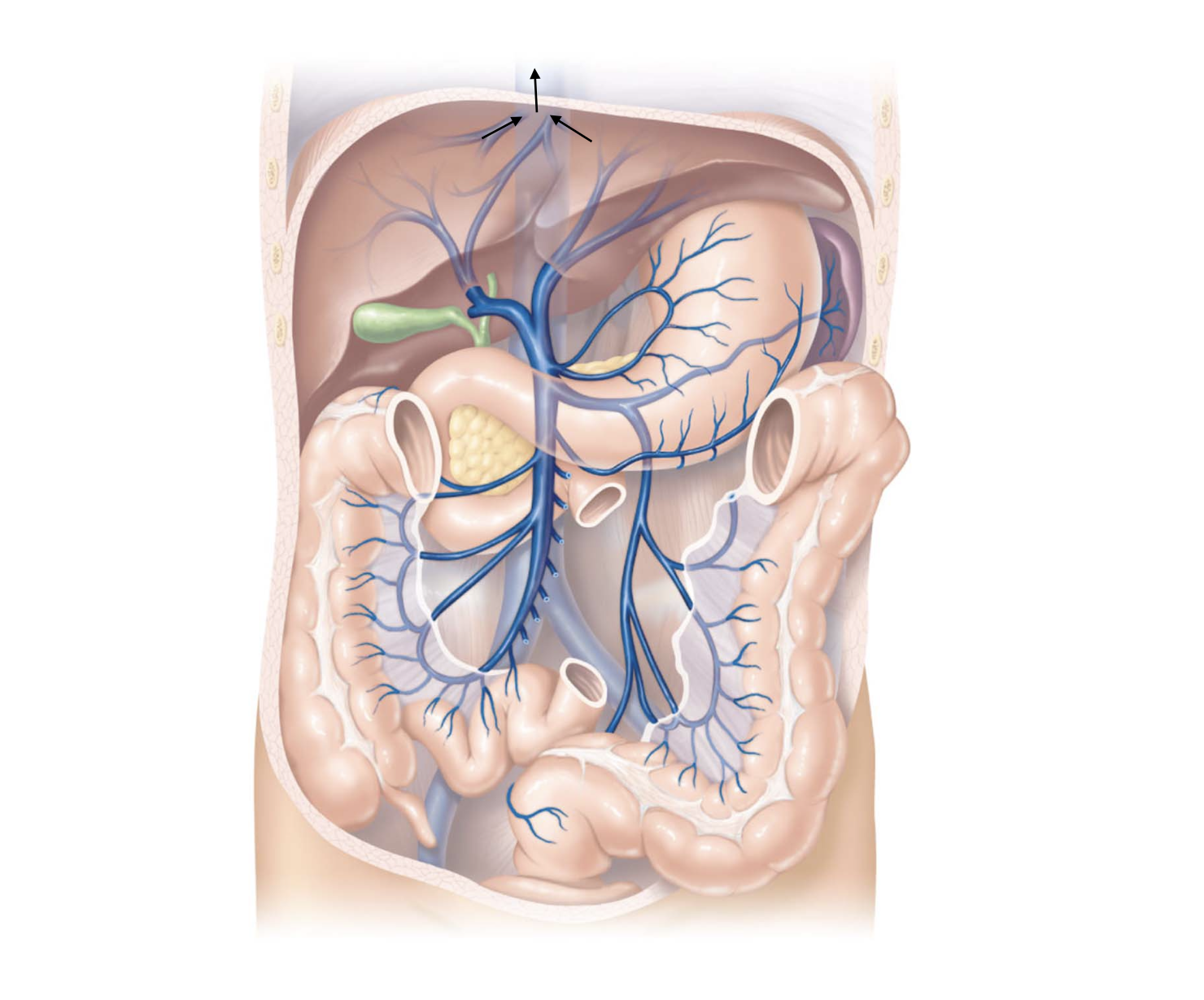<p>Liver Pathway</p>