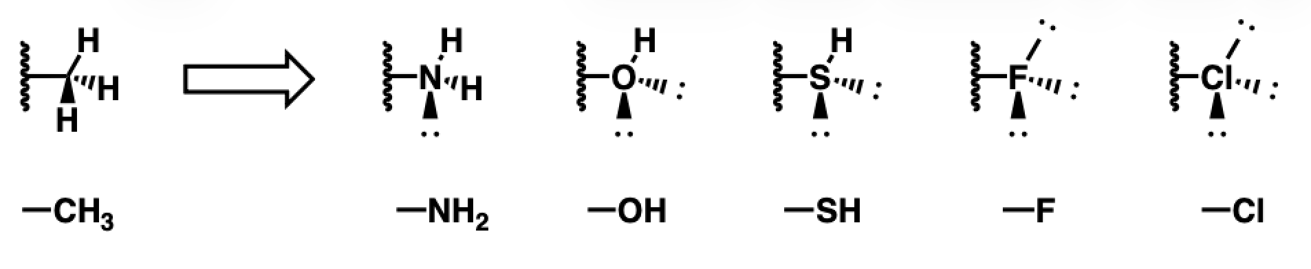 <p>amine, alcohol, thiol, fluorine, chlorine</p>