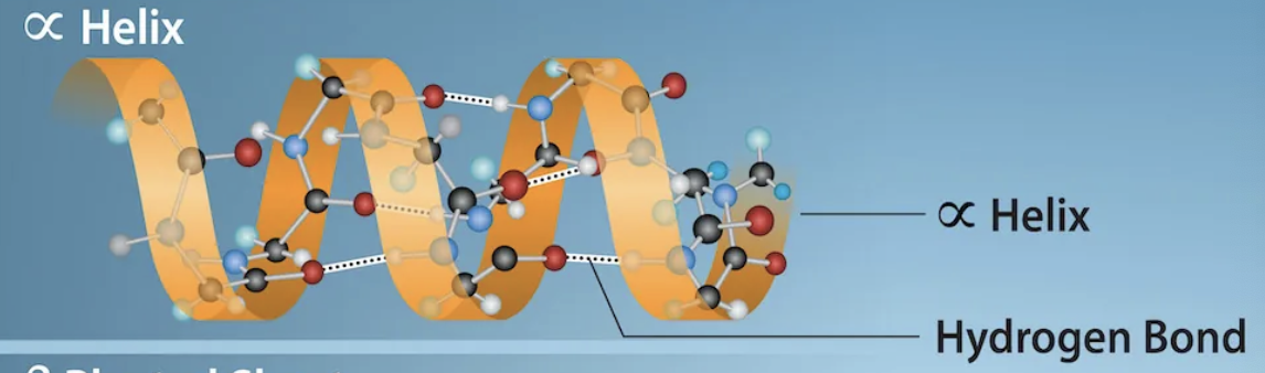 <p>secondary structure</p>