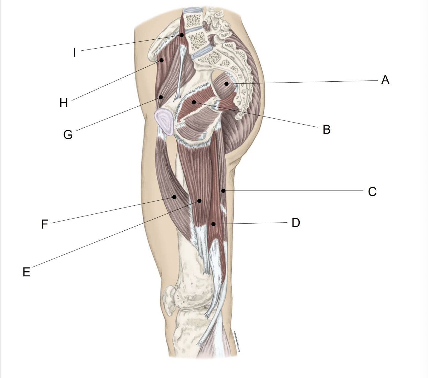 <p><span>Match the LETTER (A-I) with the anatomical structure it is labelling.</span></p>