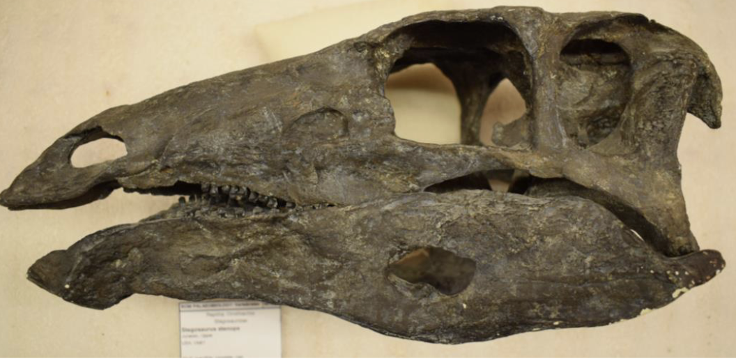 <p>pre-dentary forms beak; retroverted pubis</p>