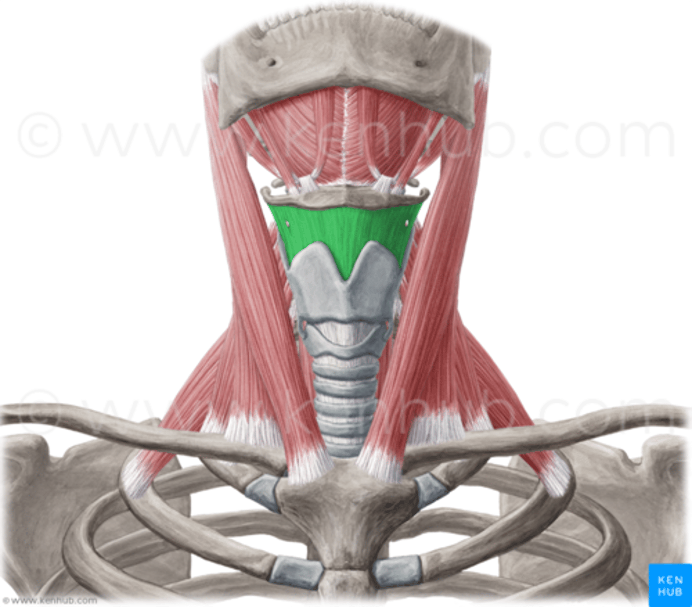 <p>Region:</p><p>Neck</p><p>Action:</p><p>Elevates larynx</p><p>Innervation:</p><p>C1 via CN XII</p>