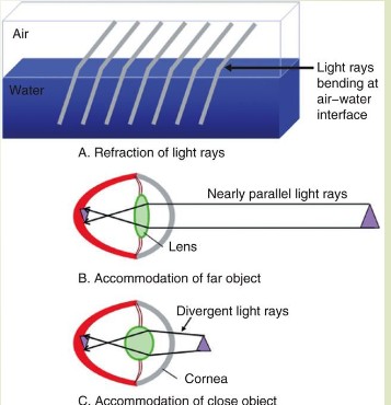 <p>describe accommodation in vision</p>