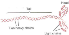 <p>six peptide chains of myosin with head and tail regions</p>