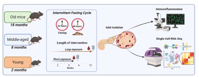 <p>male mice split into 3 groups= young (2 mos), middle-aged (8 mos), and old (18 mos) mice did short term (5wk) or long-term (10wk) IF. </p>