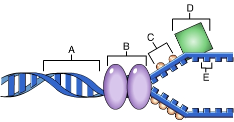 <p>Which of these is responsible for catalyzing the formation of an RNA primer? </p>