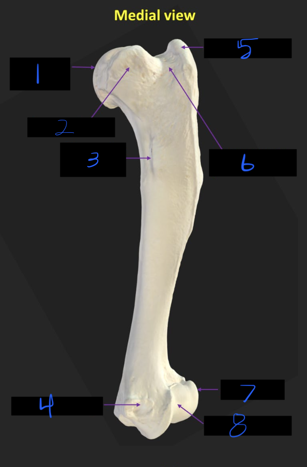 <p>Name these parts of the humerus</p>
