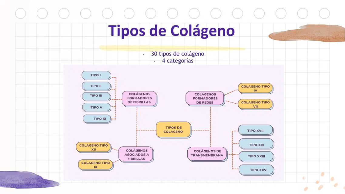 <p><strong>TIPOS DE FIBRA COLÁGENO</strong></p>