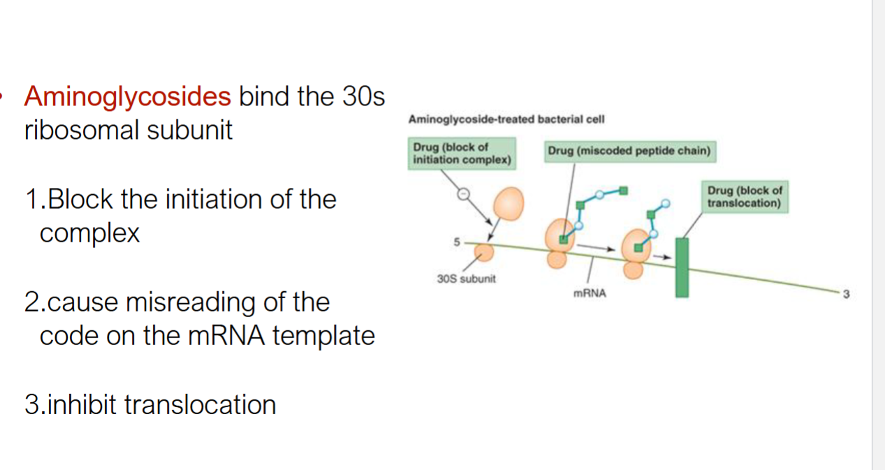 <p>bind 30s ribosomal subunit that has 3 methods of function</p><ol><li><p>block initiation</p></li><li><p>cause misreading of mRNA code</p></li><li><p>block translocation </p></li></ol><p></p>