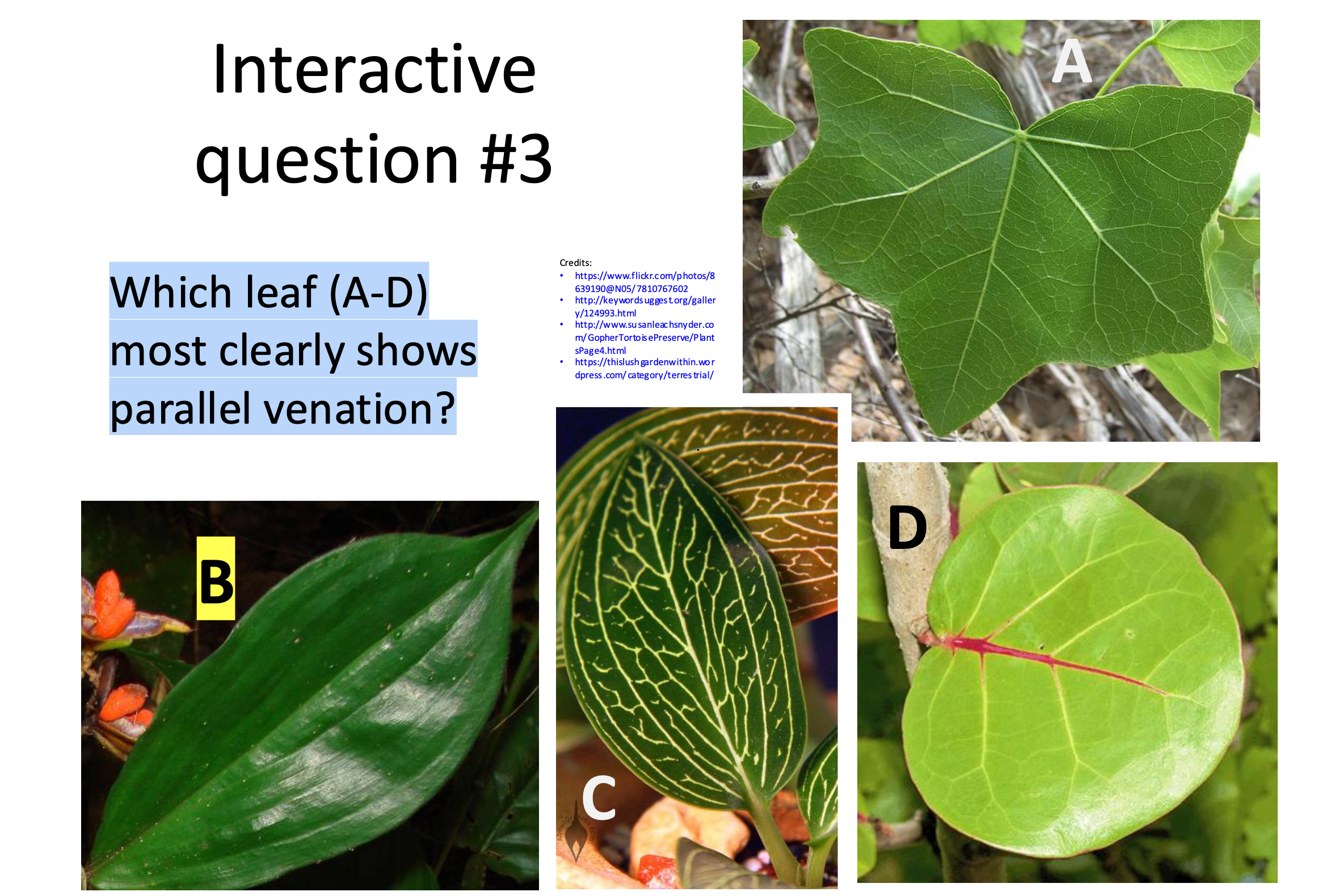 <p>Which leaf (A-D)</p><p class="p1">most clearly shows</p><p class="p1">parallel venation?</p>