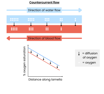 <p><strong>Explain counter-current flow in fish gills. (Part 2 – oxygen concentration gradient)</strong></p>