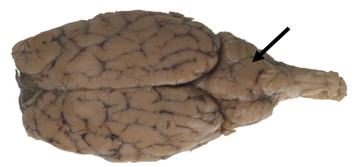<p>Identify the structure indicated by the pointer.</p>