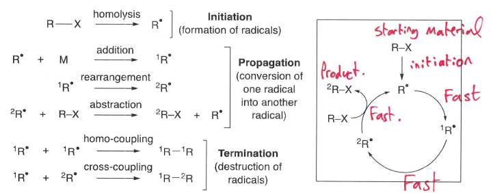 <p>The series of reactions that occur following the initiation of the starting material, forming the radical. This radical then engages in multiple propagation steps, forming a cycle. Termination causes the destruction of radicals, and therefore end of the cycle.</p>