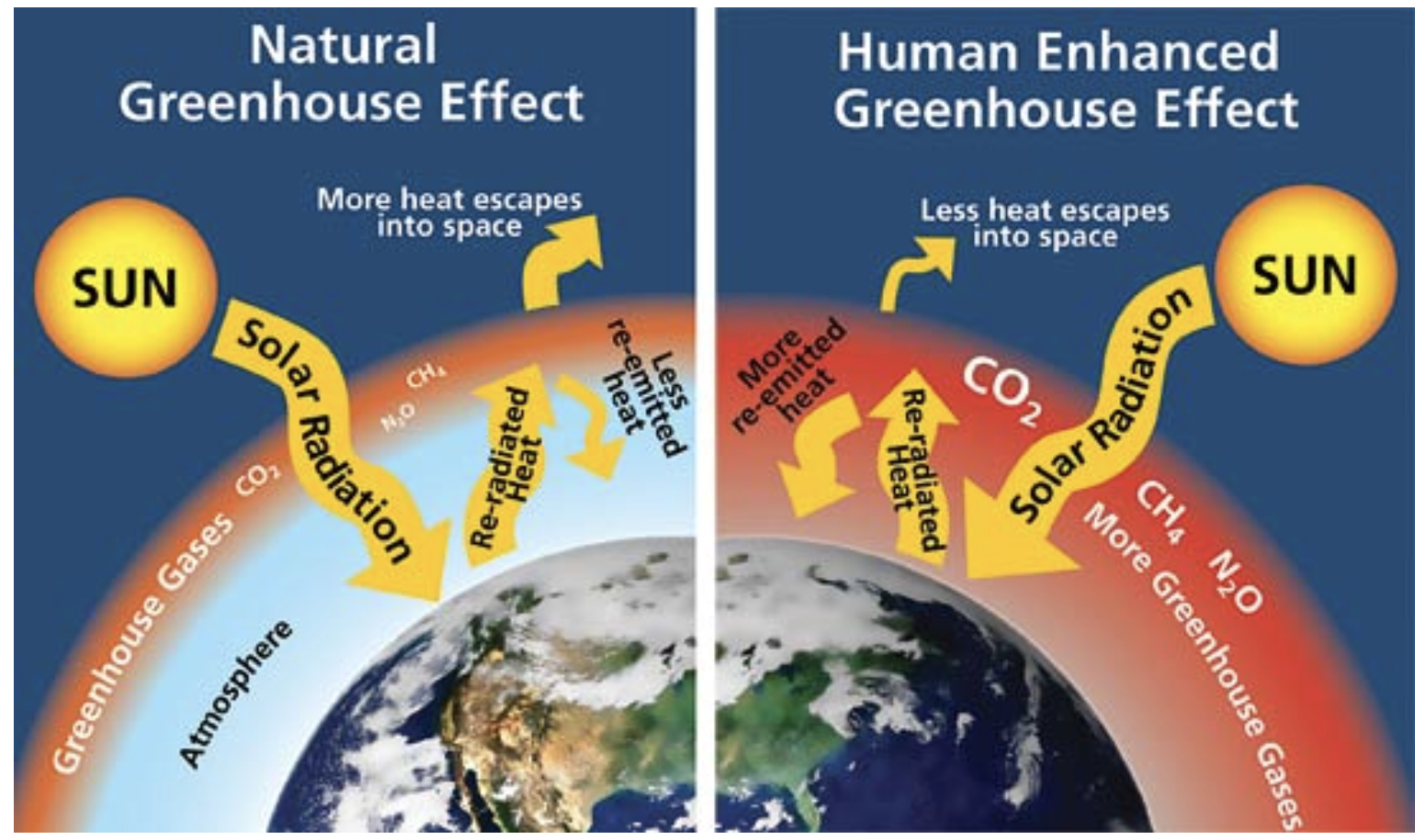 <p>human activities (ex. burning fossil fuels, deforestation) increasing greenhouse gases</p><ul><li><p>greenhouse gases have been increasing since the industrial revolution</p></li></ul><p></p>