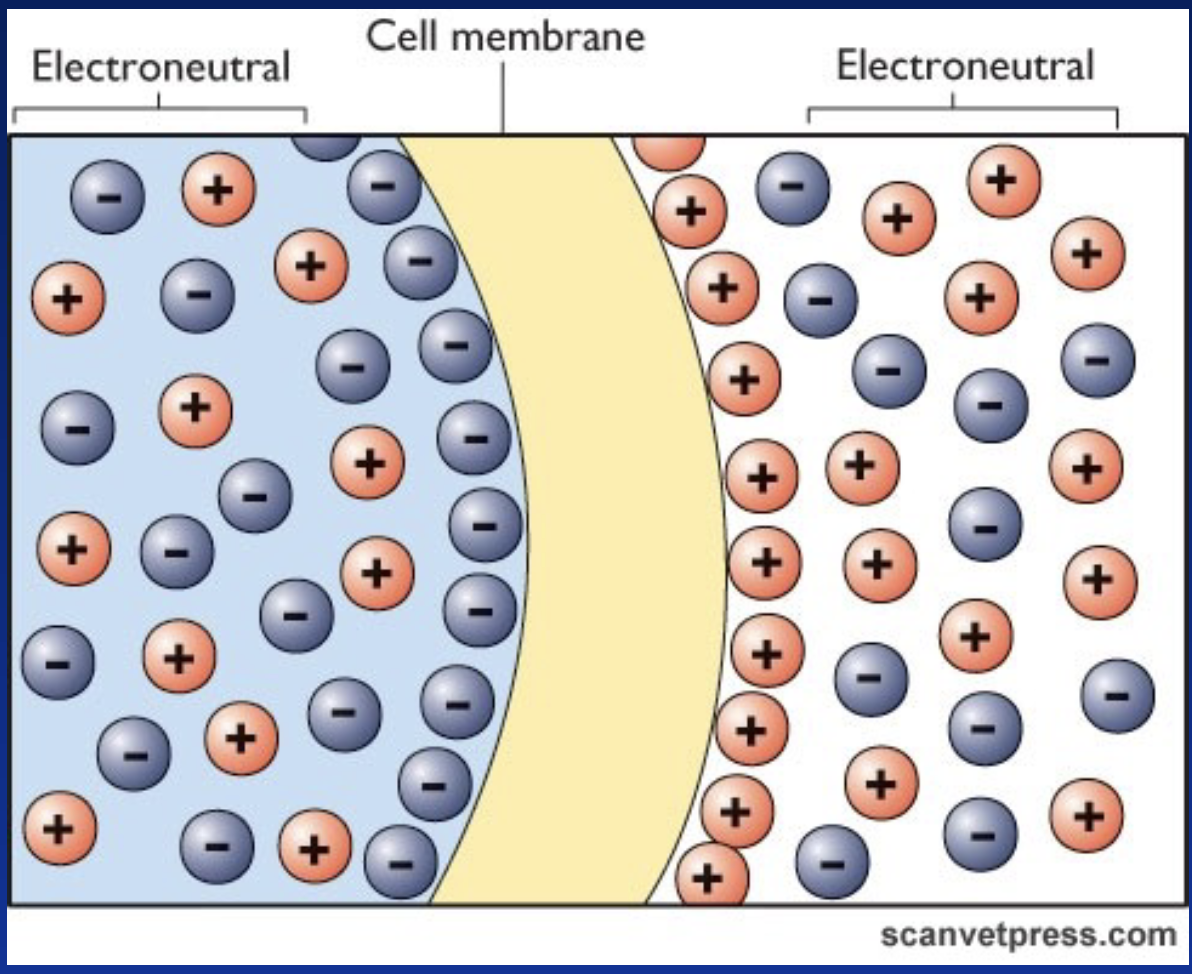 <p>Are electroneutral</p><ul><li><p>In the cytosol, negative charges carried by large organic molecules are attracted to the membrane by positive charges on the outside.</p></li></ul><p></p>