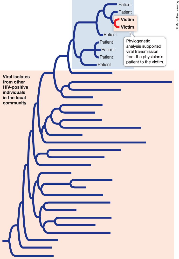 <ul><li><p><span>The physician is accused of injecting blood from his HIV-positive patient into his girlfriend</span></p></li><li><p><span>Phylogenetic analysis can show if the <strong>HIV strain found in the girlfriend is present in a subset of his patients</strong></span></p></li></ul><p></p>