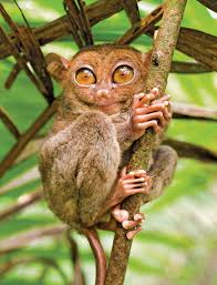 <p>Family: tarsiers</p>