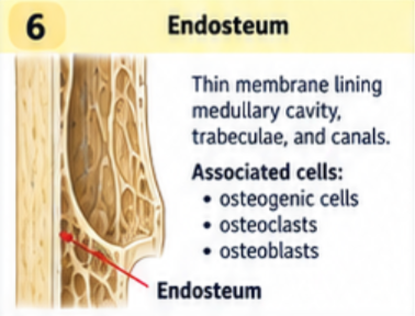 <p>A thin cellular lining on internal bone surfaces, including the medullary cavity, trabeculae, and bone canals. Osteogenic cells, osteoblasts, and osteoclasts support growth, repair, and remodeling at these surfaces.</p>