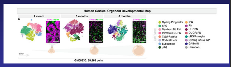 <p>• 3 aan ASD-gelinkte genen: SUV420H1, ARID1B, CHD8</p><p>- niet duidelijk hoe deze genen ASD veroorzaken</p><p>- zijn werkzaam in verschillende signaleringspathways</p><p></p><p>• iPSCs van verschillende gezonde donors</p><p>- mutatie aangebracht in 1 allel vd 3 genen (Cripr/Cas)</p><p>- dus 3 aparte mutantlijnen per donor (steeds 1 gen gemuteerd)</p><p></p><p>• iPSCs gekweekt gedurende een aantal maanden tot “volwassen” organoids</p><p></p><p>• Organoids getest mbv verschillende technieken:</p><p>- RNAseq (single cell): messengers van 1 enkele cel, je kan clusteren » genexpressie van specifieke celtypen</p><p>- proteasoom: verandering in eiwit compositie</p><p>- electrofysiologie (Calcium imaging</p><p></p><p>je ziet op de afbeelding verschillende celtypen ontstaan over verschillende tijden heen, maar veel variatie in organische kweek </p>