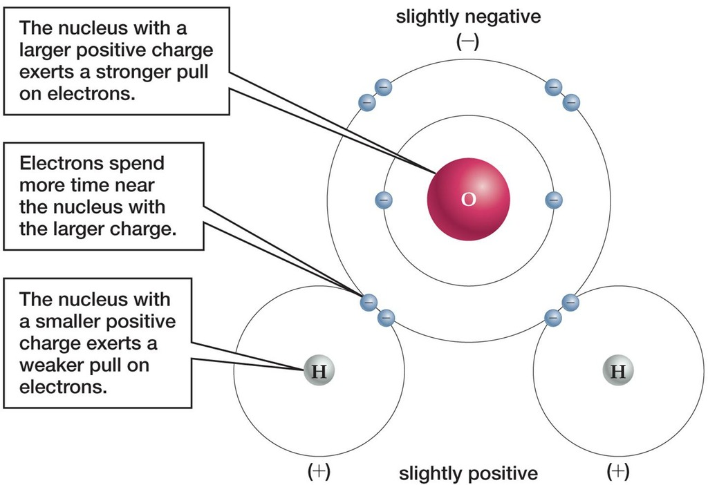 <p>A bond where one atom exerts a stronger attraction on the electrons than does the other, forming slight partial charges.</p>