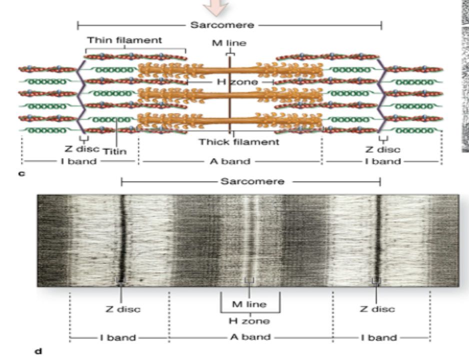 <p><strong>A-band:</strong> contains thick myosin filaments and remains constant (does not change in size)</p><p><strong>I-band:</strong> region between adjacent A-bands, contains only actin filaments and shortens as actin filaments slide </p><ul><li><p>Actin filaments attach to Z-line and extend toward center of the sarcomere through I-band and partly into A-band</p></li><li><p>Repeating sarcomeres with <strong>alternating A-bands and I-bands</strong> is what produces the <strong>striated appearance</strong></p></li></ul><p></p>