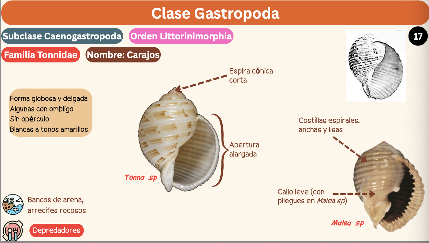 <p><strong>FILO </strong>Mollusca<strong><br>CLASE </strong>Gastropoda<br><strong>SUBCLASE </strong>Caenogastropoda<br><strong>ORDEN </strong>Littorinimorphia<br><strong>FAMILIA </strong>Tonnidae<br><strong>GÉNERO </strong><em><u>Tonna sp</u></em><br><strong>NOMBRE COMÚN </strong>Carajos<strong><br>CARACTERÍSTICAS </strong>Forma globosa, delgada, algunas con ombligo, sin opérculo, blancas a tonos amarillos.<br><strong>RÁDULA </strong>Tenioglossa<strong><br>ALIMENTACIÓN </strong>Depredadores<strong><br>HÁBITAT </strong>Banco de arena, arrecifes rocosos.</p>