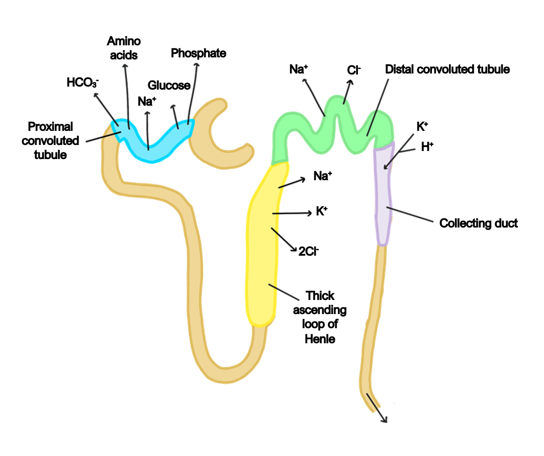 <p>a tiny, long tube within the kidney's nephron that filtered fluid passes into this</p>