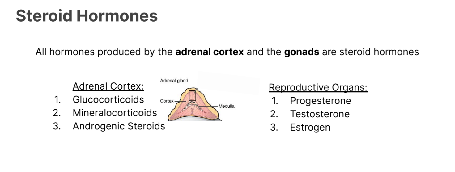 <p>They are stored as <strong>steroids. </strong></p><p></p><p><strong>Adrenal Cortex:</strong></p><ul><li><p>Glucocorticoids</p></li><li><p>Mineralocorticoids</p></li><li><p>Androgenic Steroids</p></li></ul><p></p><p><strong>Reproductive Organs</strong></p><ul><li><p>Progesterone</p></li><li><p>Testosterone</p></li><li><p>Estrogen</p></li></ul><p></p>
