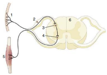 <p>Sensory receptor</p><p>Sensory neuron</p><p>Synapse in CNS</p><p>Motor neuron</p><p>Target organ (Effector organ)</p>