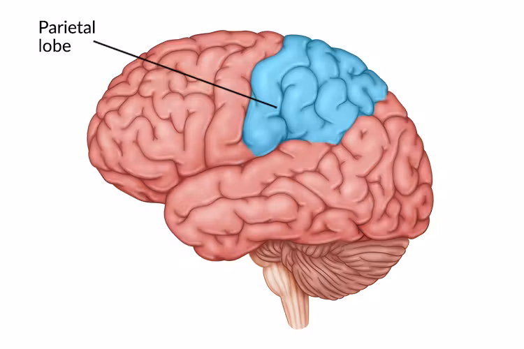 <ul><li><p><strong>receives sensory input for touch + body position</strong></p><ul><li><p>the portion of the cerebral cortex lying @ top of the head + toward the ear</p></li></ul></li></ul><p></p>