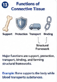 <p>Major connective tissue functions include support, protection, transport, binding, and forming structural frameworks. </p>