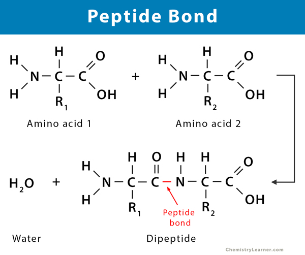 <p>Carboxyl group of one amino acid reacts with the amino group of another amino acid</p>