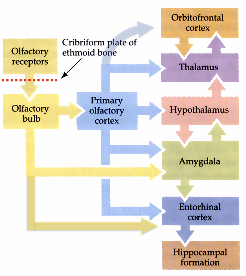 <ul><li><p>OB → <strong>Thalamus → Orbitofrontal cortex</strong> → conscious perception</p></li><li><p>OB → <strong>Amygdala + Hypothalamus</strong> → emotional &amp; autonomic responses</p></li><li><p>OB → <strong>Entorhinal cortex → Hippocampus</strong> → memory</p></li></ul><p></p>