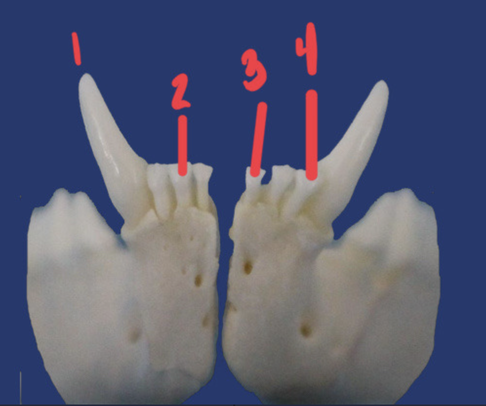 <p>What is the number according to the triadan system for 1? How many roots does it have and what animal is this?</p>