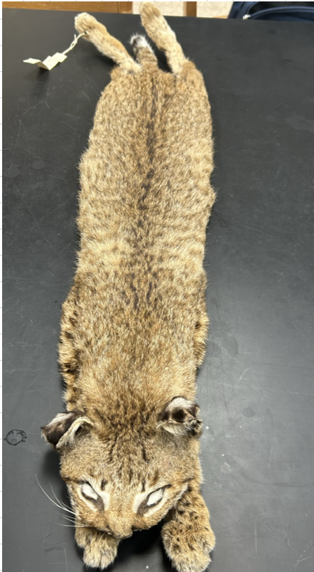 <p>What is the scientific name?</p>