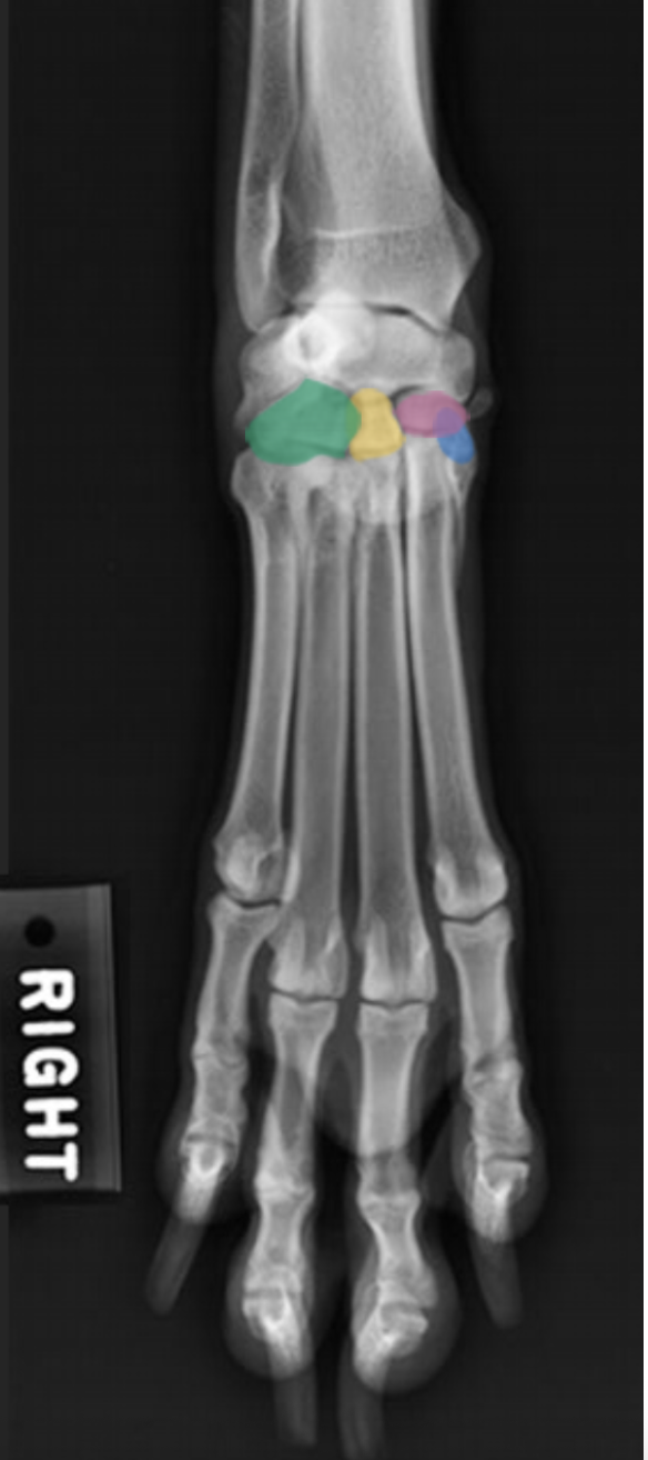 <p>(Ca.) Carpus: Hvilke knogler er farvet i carpalledet (D-Pa)</p>