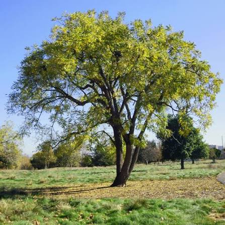 <p>California Black Walnut / Juglans californica</p>