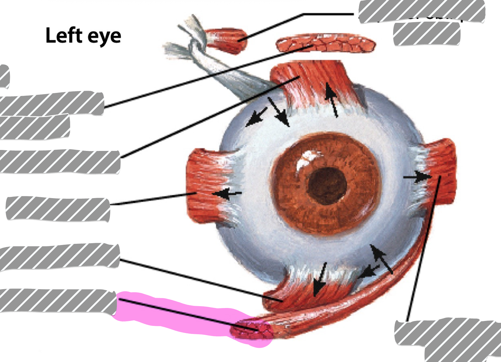 term image