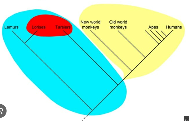 <p>What kind of phyletic groups are highlighted blue? Explain how it works.</p>