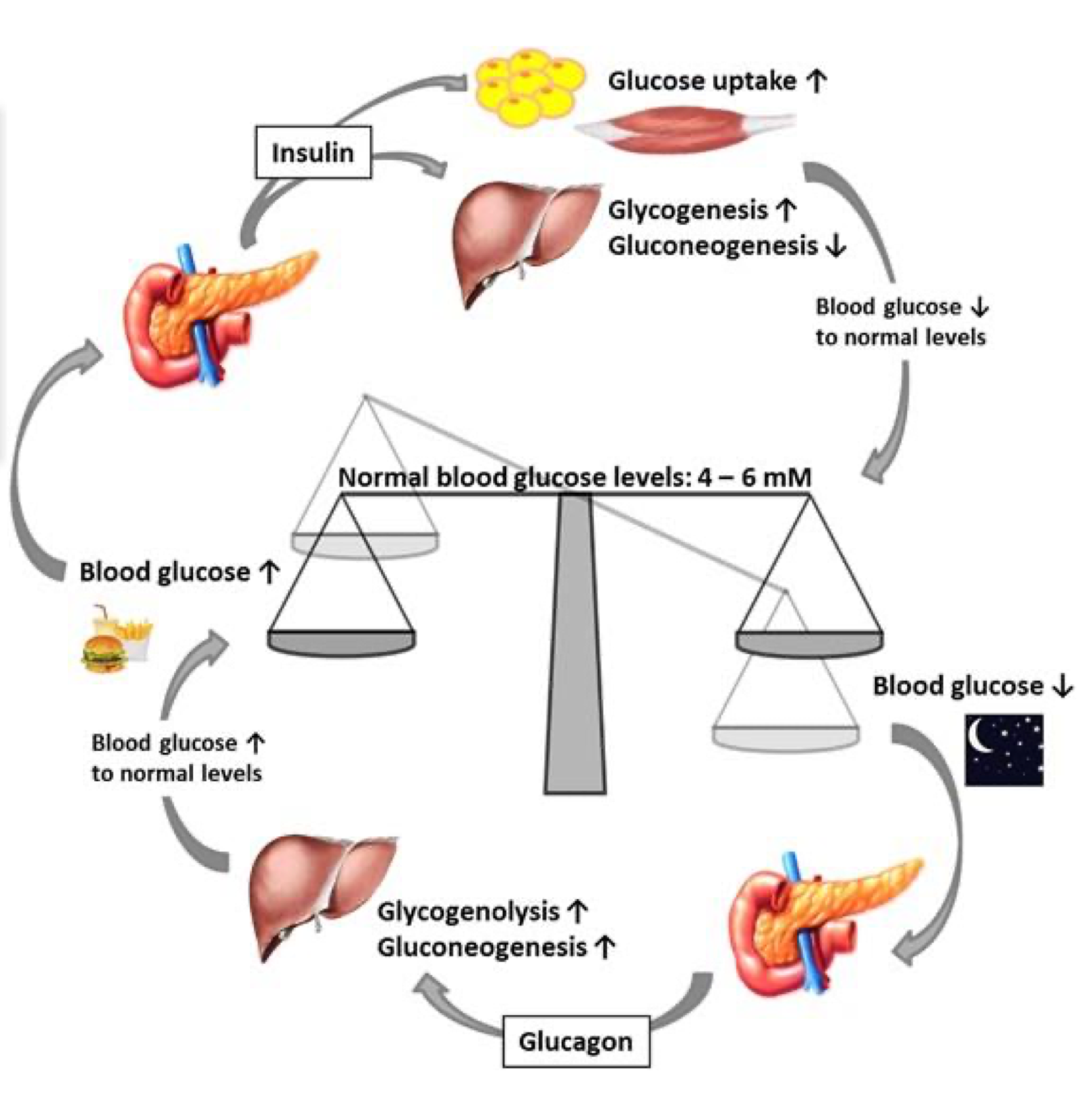 knowt flashcard image