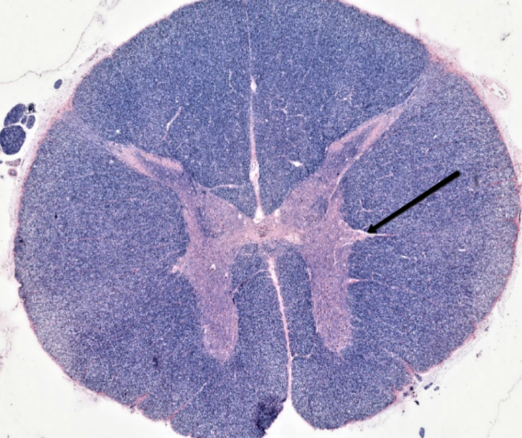 <p><span>Identify the structure indicated by the pointer.</span></p>