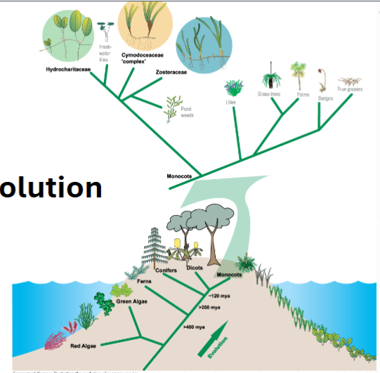 <p><span><strong><u>Seagrass Evolution</u></strong></span></p><ul><li><p></p></li><li><p></p></li></ul><p></p>