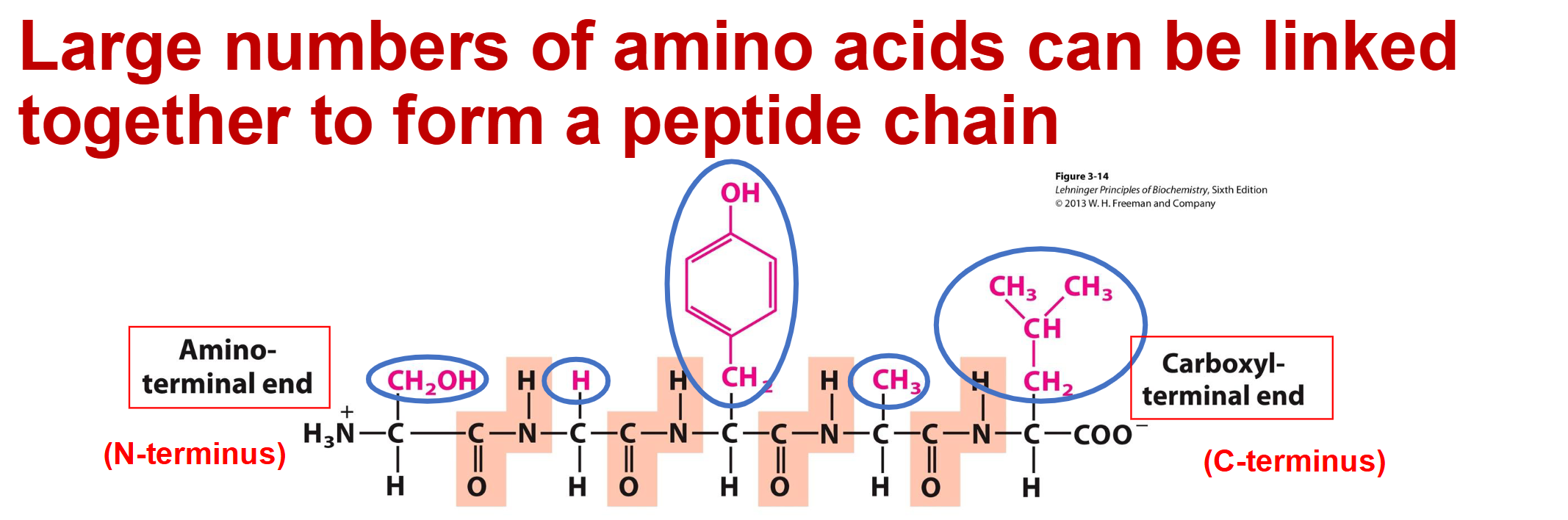 <p>The "R" groups (or <strong>side chains</strong>) are precisely where all the diversity, individuality, and unique chemical combinations occur in a protein</p><ul><li><p><span><strong>The Main Chain (Backbone):</strong> The repeating -N-C<em>α-C-(=O)-</em> unit highlighted across the slide is identical in every amino acid. It simply acts as the structural scaffold holding the chain together.</span></p></li><li><p><span><strong>The Side Chains (</strong></span><span style="line-height: 1.15;"><strong>R1, R2, R3</strong></span><span><strong>):</strong> These are the chemical groups attached to each central alpha-carbon (</span>C<em>α</em><span>).</span></p></li><li><p>The combination of different side chains <span>R1, R2, R3</span>, etc. gives each protein its unique properties.</p></li></ul><p></p>