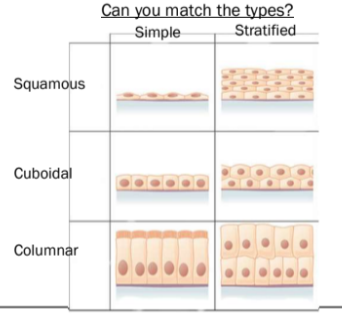 <p>simple or stratified</p><p>squamous, cuboidal, or columnar</p>