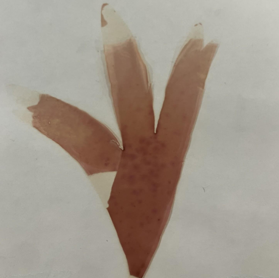 <p>where it lives</p>