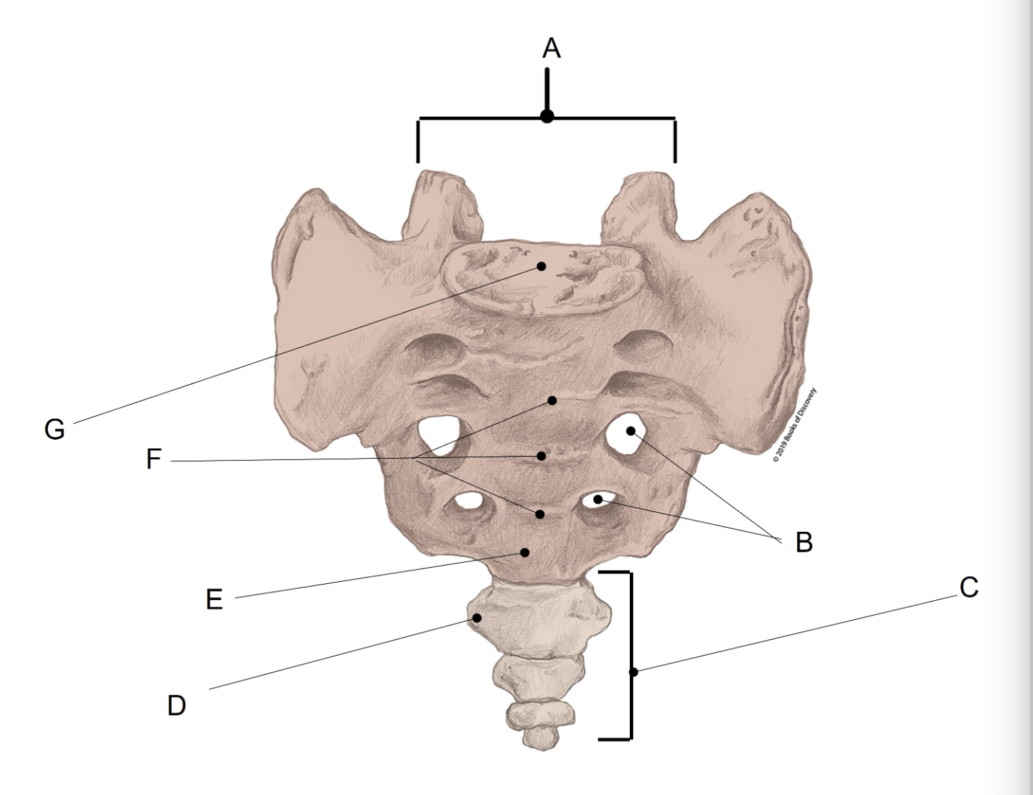 <p><span>Match the LETTER (A-G) with the anatomical structure it is labelling. &nbsp;There is NO partial credit.</span></p>