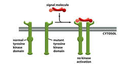 <p>- Dominant-negative inhibition by mutant RTK.</p><p>- MUT:WT RTK will out-titrate the WT RTKs</p>