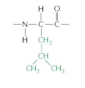 <p>Leucine</p>